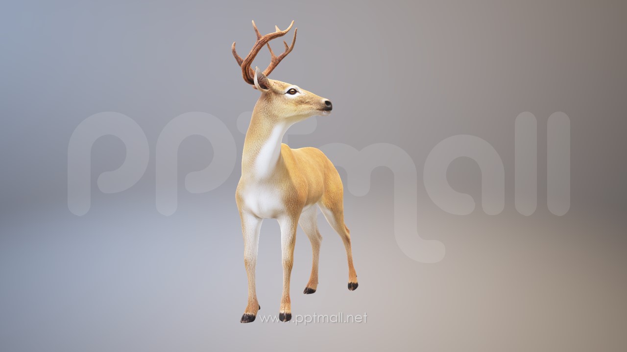 一只很漂亮的鹿3D模型PPT素材下载