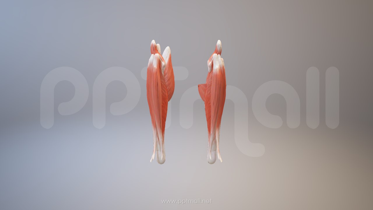 3D人体肌肉组织-腓肠肌模型PPT素材下载