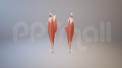 3D人体肌肉组织-腓肠肌模型PPT素材下载 3D人体肌肉组织-腓肠肌模型PPT素材下载