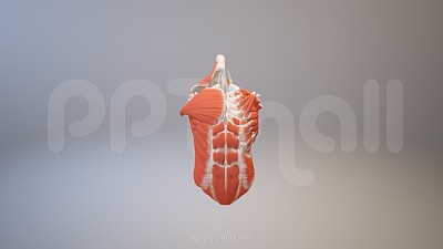 3D人体肌肉组织-腹直肌胸肌模型PPT素材下载