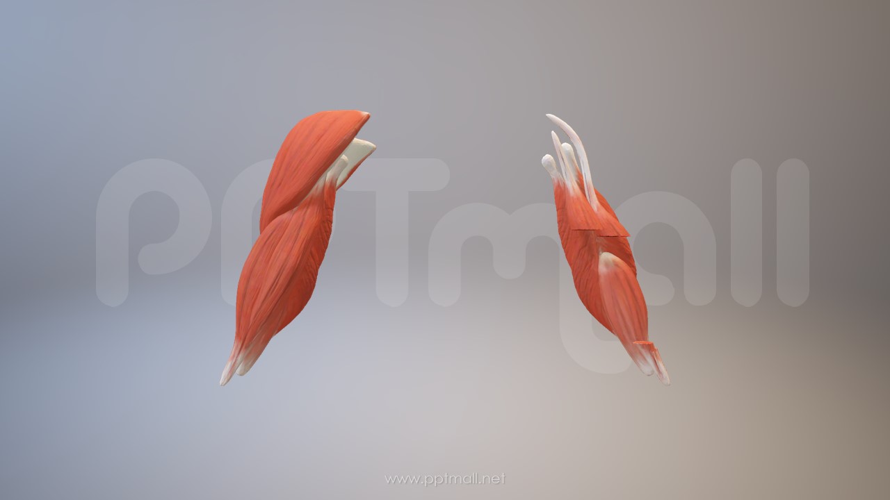 3D人体肌肉组织-肱二头肌模型PPT素材下载