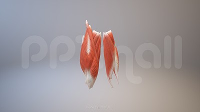 3D人体肌肉组织-股二头肌模型PPT素材下载 3D人体肌肉组织-股二头肌模型PPT素材下载