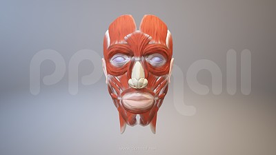 3D人体肌肉组织-脸部肌肉模型PPT素材下载 3D人体肌肉组织-脸部肌肉模型PPT素材下载