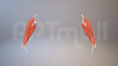 3D人体肌肉组织-前臂肌肉模型PPT素材下载