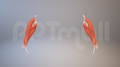 3D人体肌肉组织-前臂肌肉模型PPT素材下载 3D人体肌肉组织-前臂肌肉模型PPT素材下载