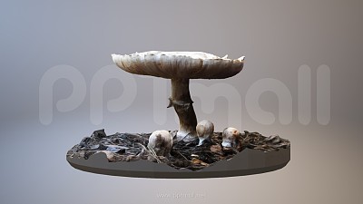 在野外生长的小蘑菇3D模型PPT场景素材