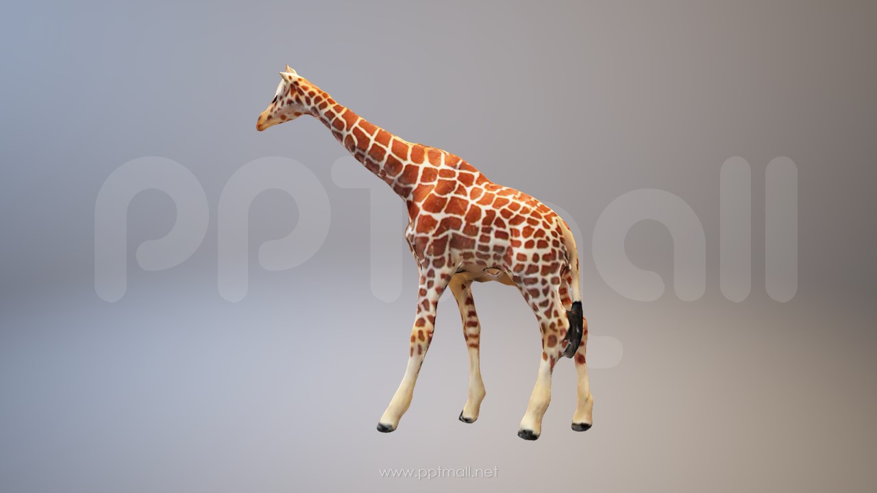 长颈鹿3D模型PPT素材
