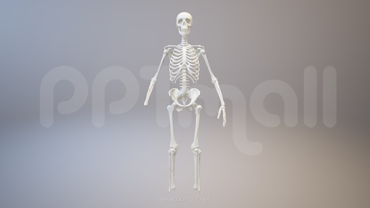 3D人体肌肉组织-骨架模型PPT素材下载
