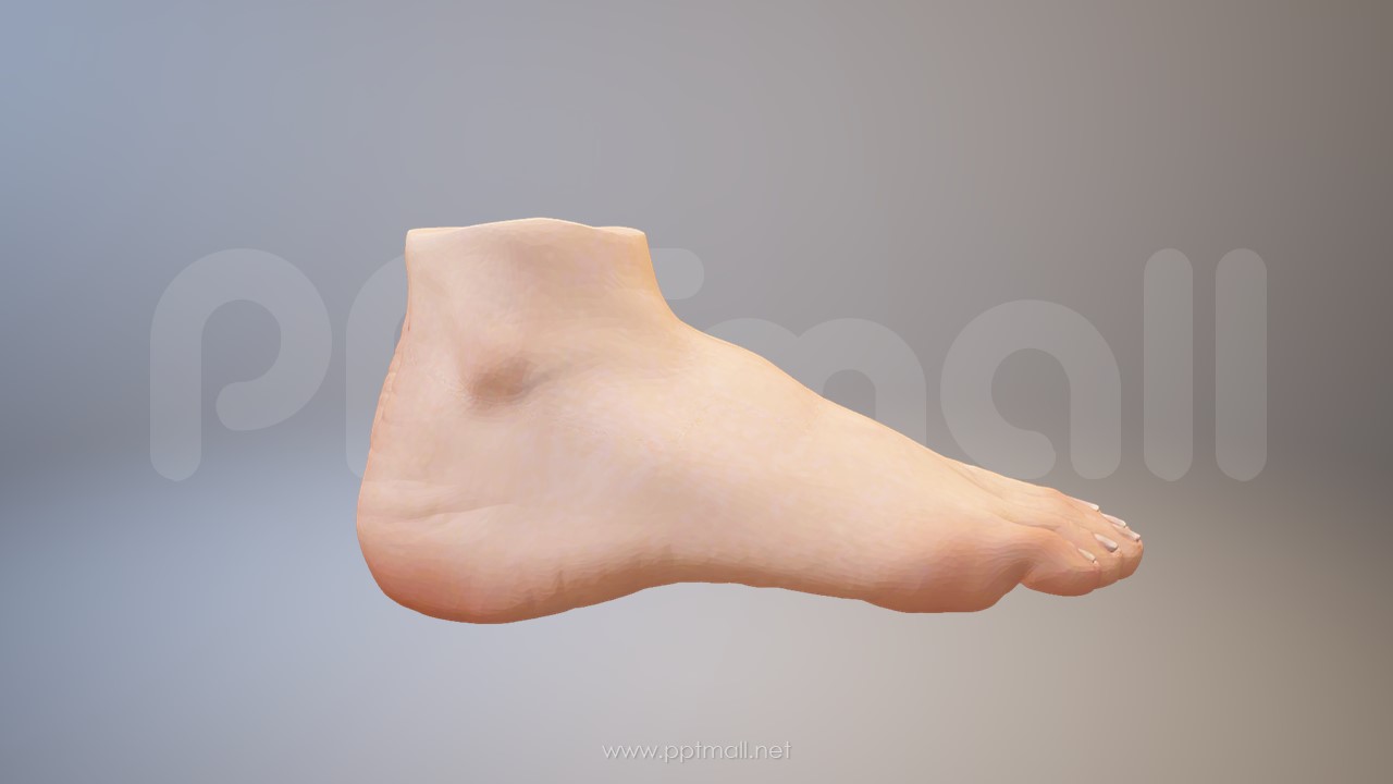 3D人体肌肉组织-脚掌PPT素材下载
