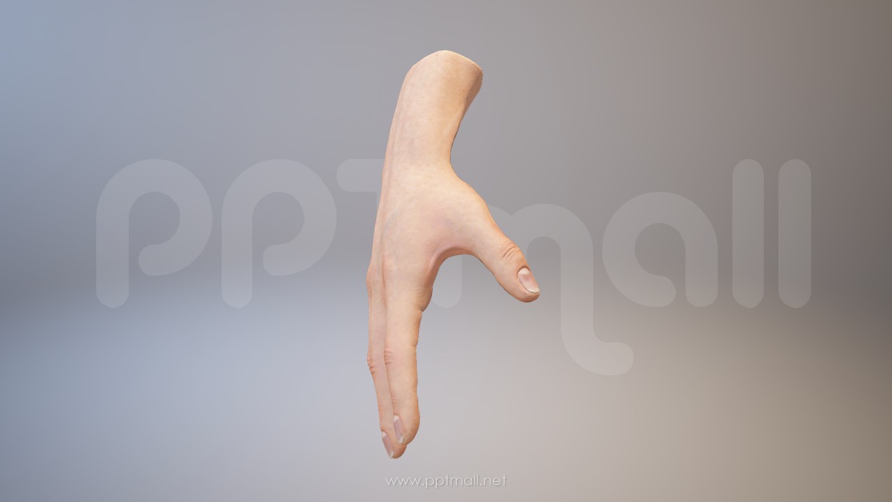 3D人体肌肉组织-手掌模型PPT素材下载