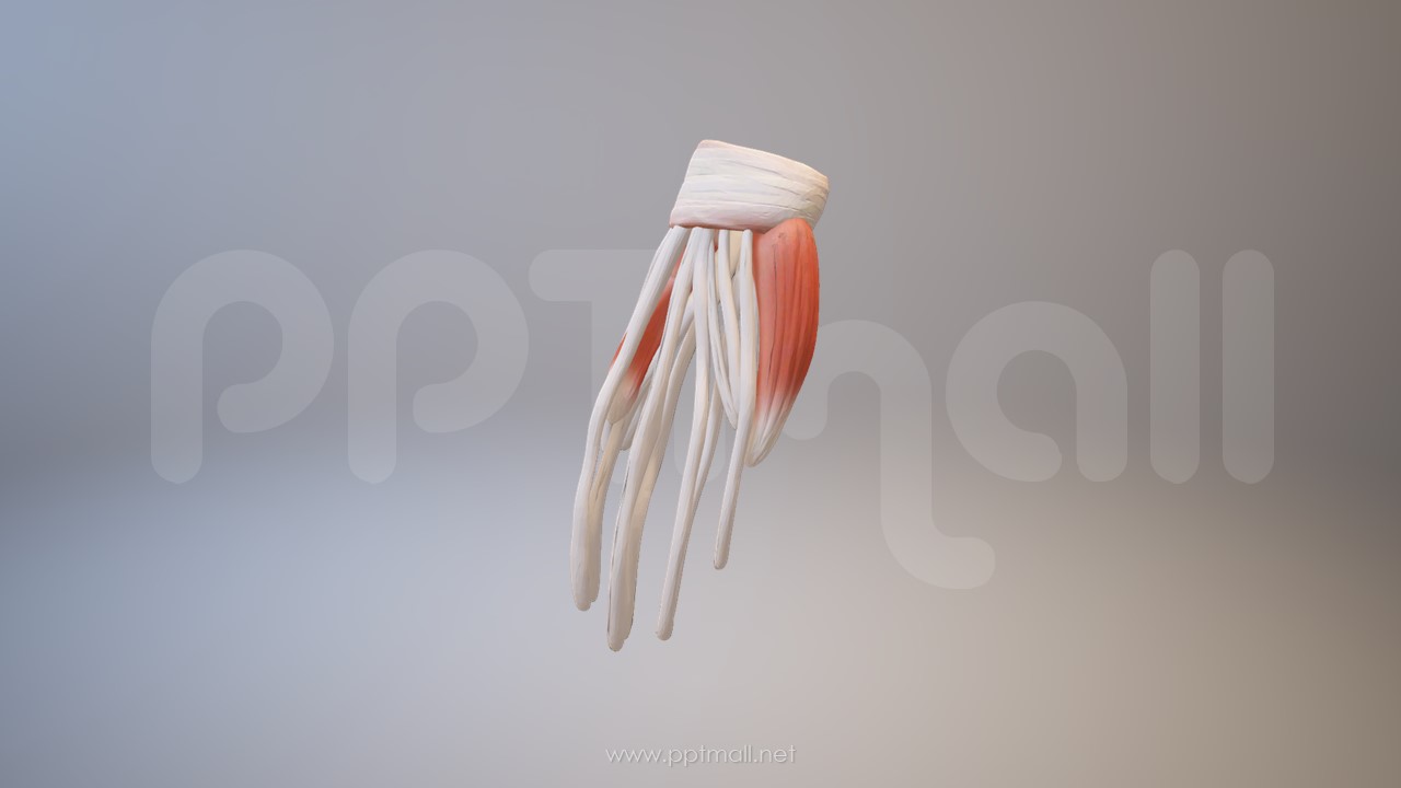 3D人体肌肉组织-手掌骨架模型PPT素材下载