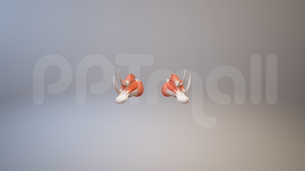 3D人体肌肉组织-腓肠肌模型PPT素材下载
