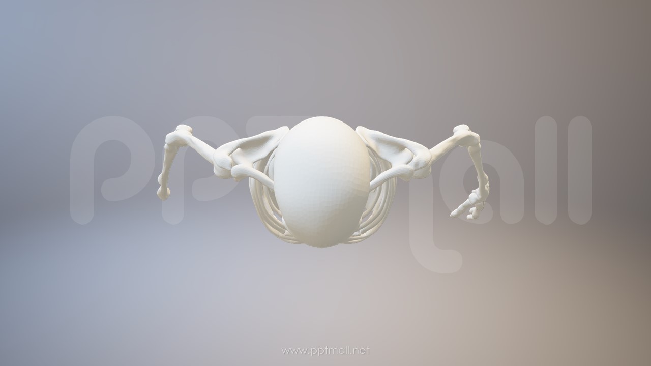 3D人体肌肉组织-骨架模型PPT素材下载