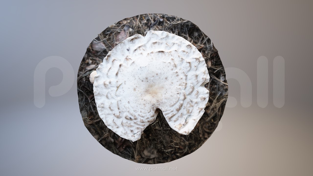 在野外生长的小蘑菇3D模型PPT场景素材