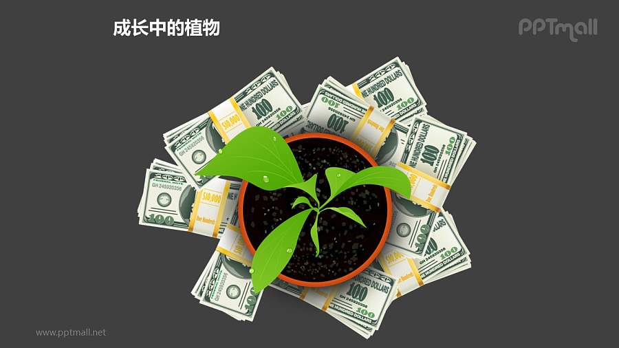 成长中的植物之金钱呵护下的植物图形素材下载
