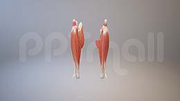 3D人体肌肉组织-腓肠肌模型PPT素材下载