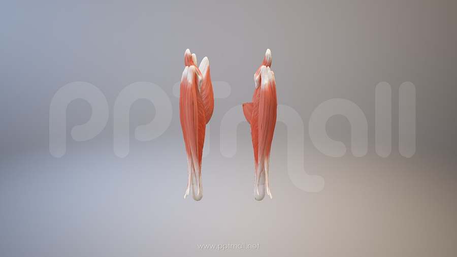 3D人体肌肉组织-腓肠肌模型PPT素材下载