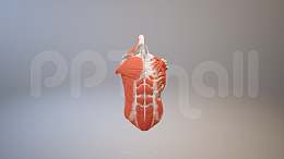 3D人体肌肉组织-腹直肌胸肌模型PPT素材下载