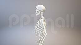 3D人体肌肉组织-骨架模型PPT素材下载