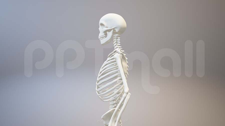 3D人体肌肉组织-骨架模型PPT素材下载