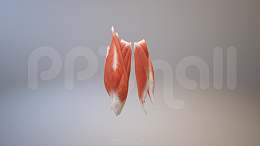 3D人体肌肉组织-股二头肌模型PPT素材下载