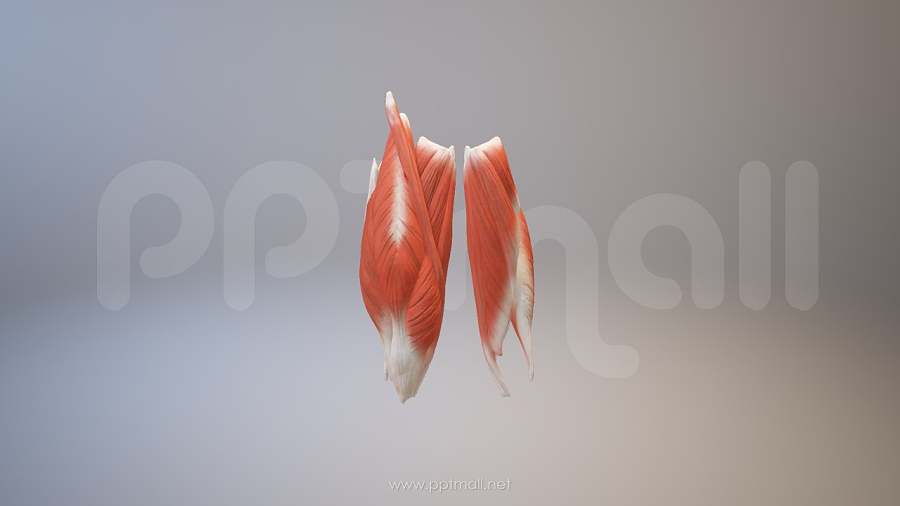 3D人体肌肉组织-股二头肌模型PPT素材下载