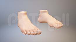 3D人体肌肉组织-脚掌PPT素材下载