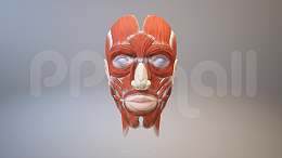 3D人体肌肉组织-脸部肌肉模型PPT素材下载