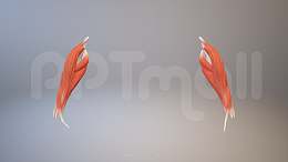 3D人体肌肉组织-前臂肌肉模型PPT素材下载