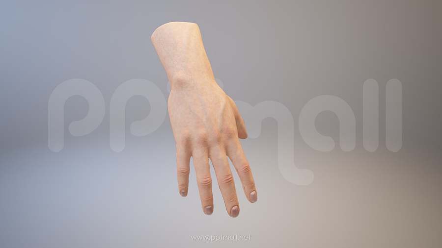 3D人体肌肉组织-手掌模型PPT素材下载