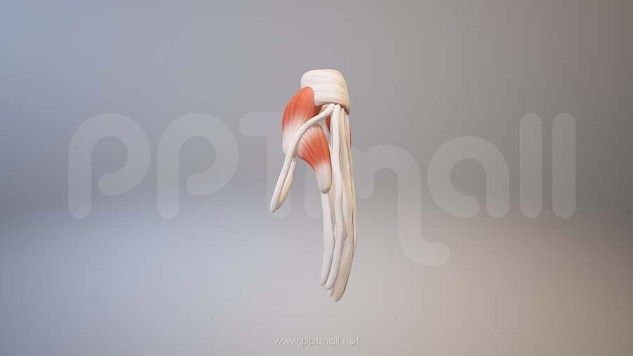 3D人体肌肉组织-手掌骨架模型PPT素材下载
