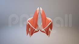 3D人体肌肉组织-臀大肌模型PPT素材下载