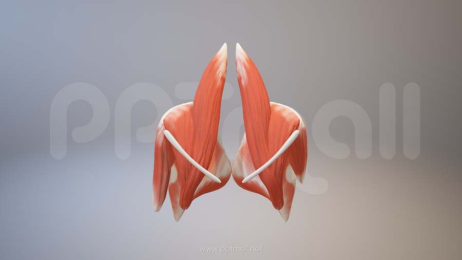 3D人体肌肉组织-臀大肌模型PPT素材下载