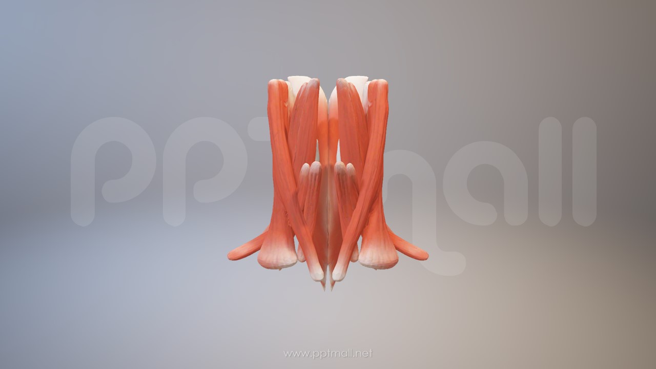 3D人体肌肉组织-斜方肌、胸锁乳突肌模型PPT素材下载