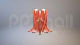 3D人体肌肉组织-斜方肌、胸锁乳突肌模型PPT素材下载