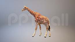 长颈鹿3D模型PPT素材