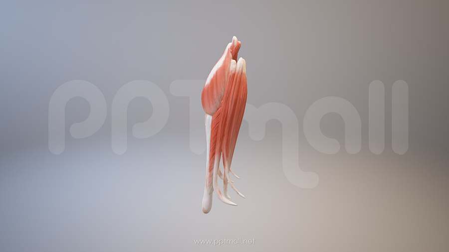 3D人体肌肉组织-腓肠肌模型PPT素材下载
