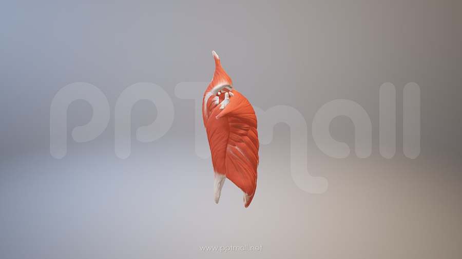 3D人体肌肉组织-腹直肌胸肌模型PPT素材下载
