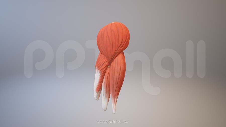 3D人体肌肉组织-肱二头肌模型PPT素材下载