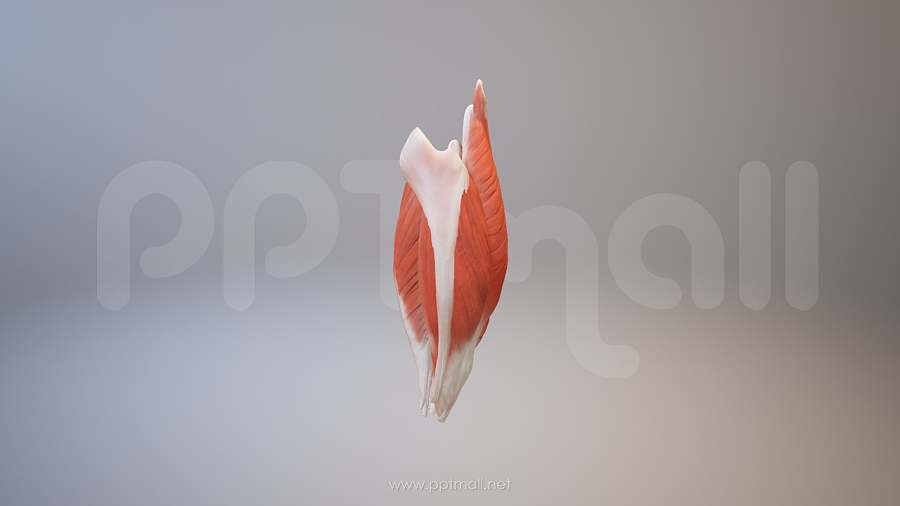 3D人体肌肉组织-股二头肌模型PPT素材下载