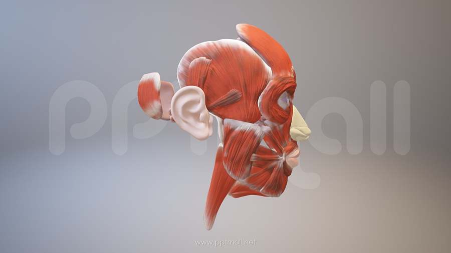3D人体肌肉组织-脸部肌肉模型PPT素材下载