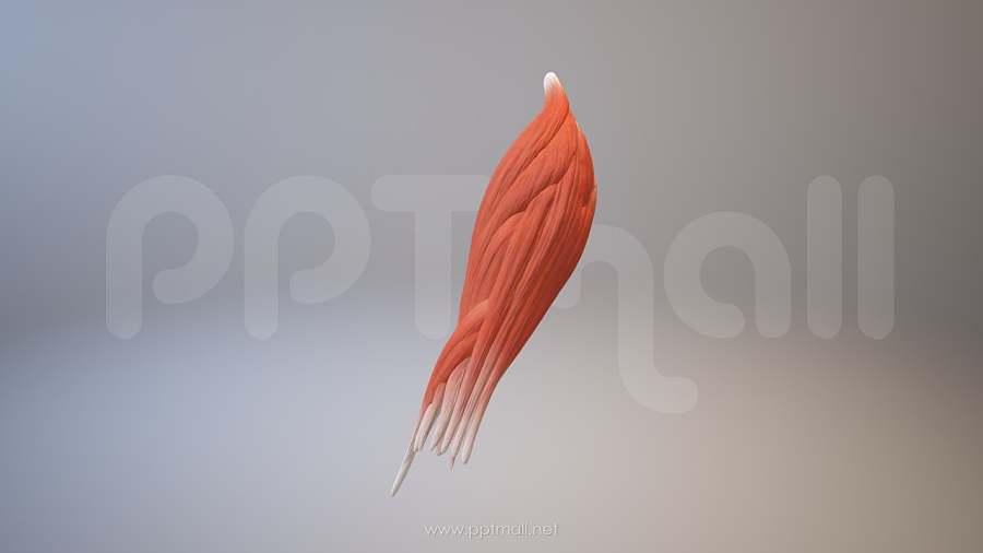 3D人体肌肉组织-前臂肌肉模型PPT素材下载