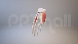 3D人体肌肉组织-手掌骨架模型PPT素材下载