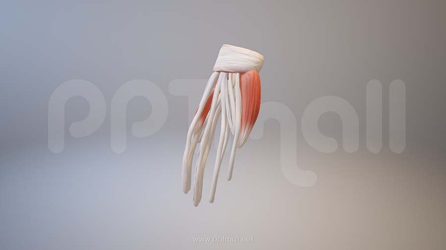 3D人体肌肉组织-手掌骨架模型PPT素材下载