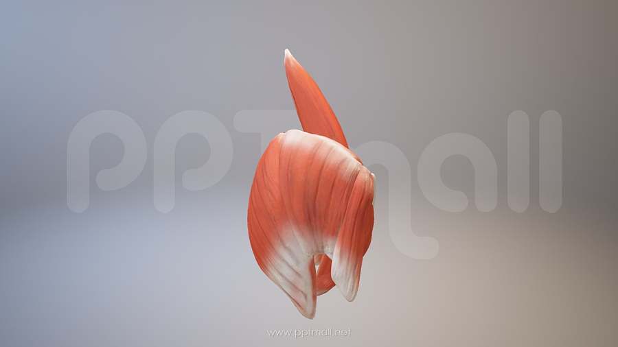 3D人体肌肉组织-臀大肌模型PPT素材下载