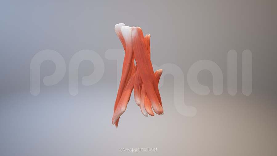 3D人体肌肉组织-斜方肌、胸锁乳突肌模型PPT素材下载