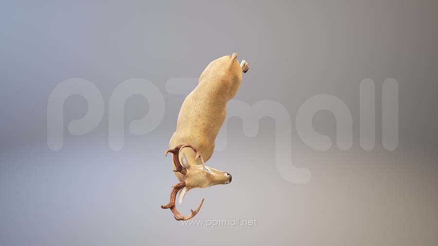 一只很漂亮的鹿3D模型PPT素材下载