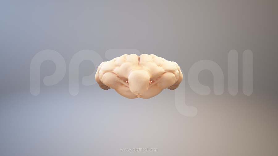 强壮的肌肉男3D PPT模型素材