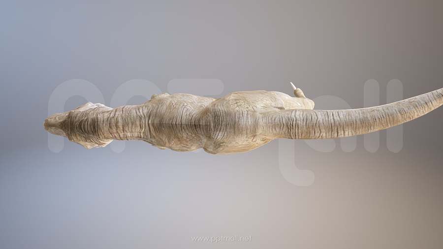 凶猛的3D恐龙PPT模型素材下载