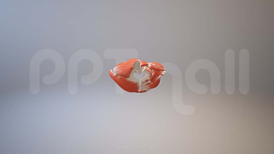 3D人体肌肉组织-腹直肌胸肌模型PPT素材下载